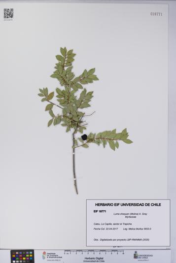 Luma chequen [Espécimen: UCH:EIF:0018771]