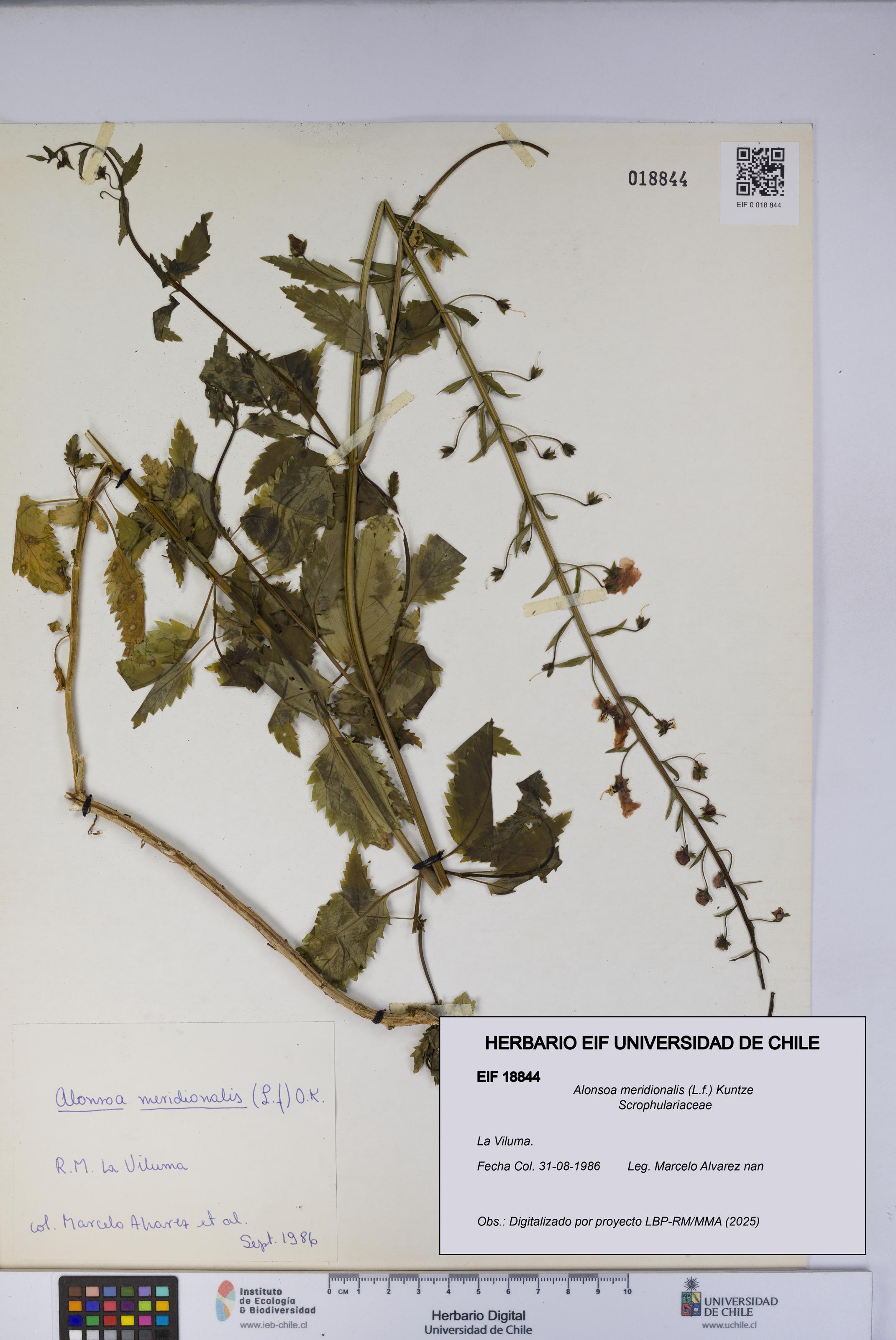 Alonsoa meridionalis [Espécimen: UCH:EIF:0018844]