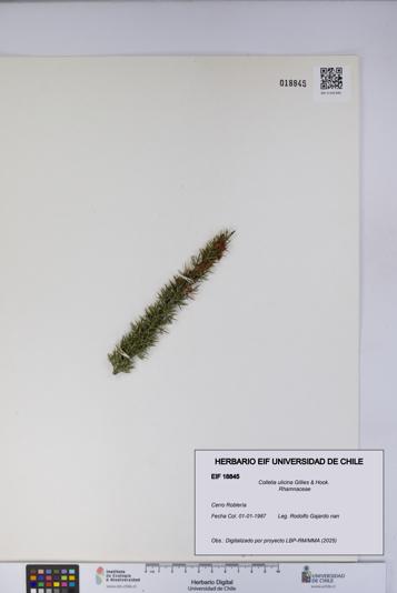Colletia ulicina [Espécimen: UCH:EIF:0018845]