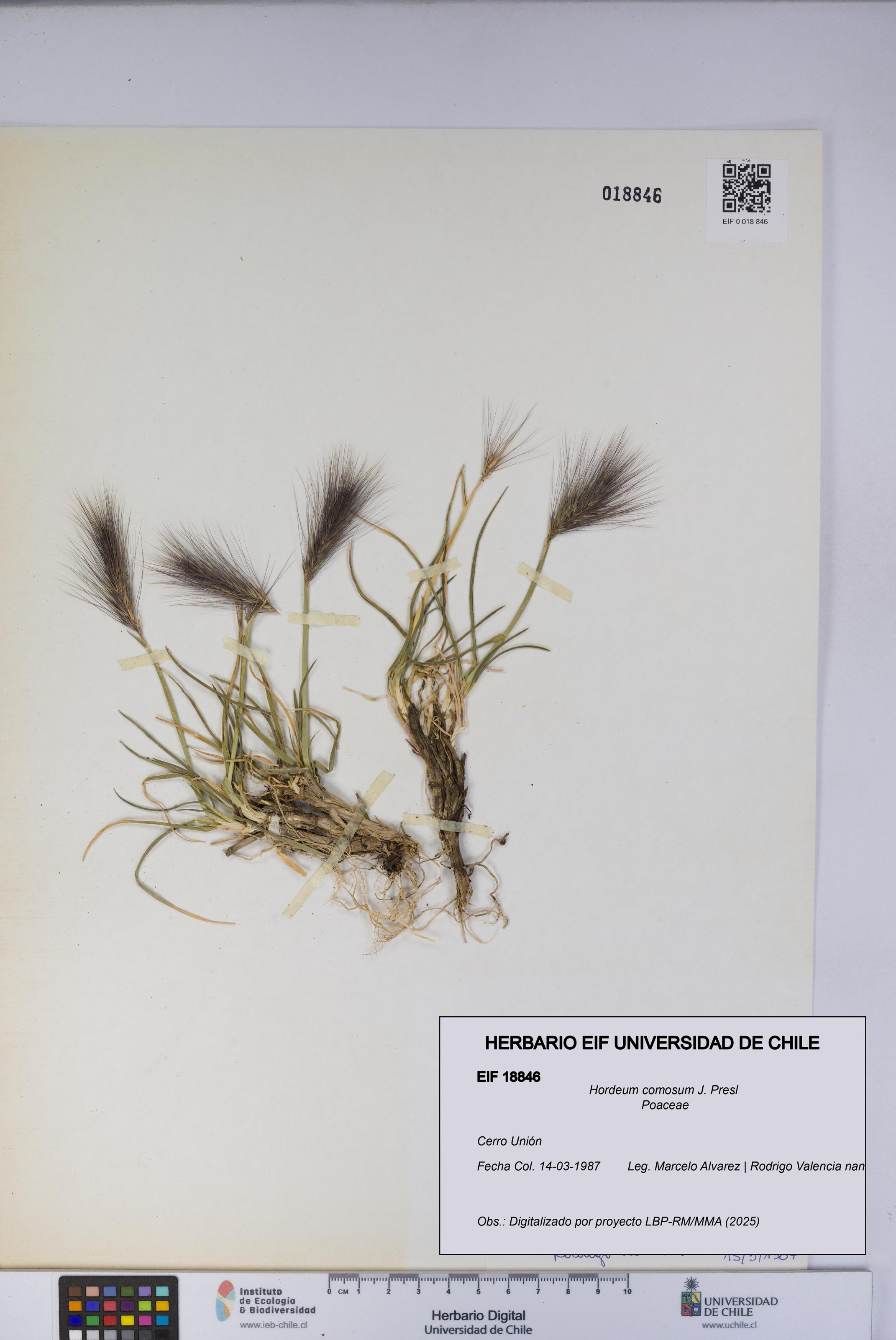 Hordeum comosum [Espécimen: UCH:EIF:0018846]