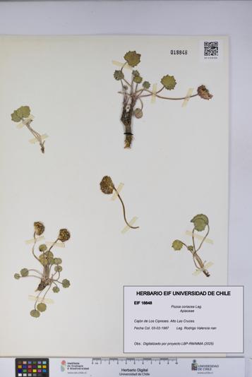 Pozoa coriacea [Espécimen: UCH:EIF:0018848]