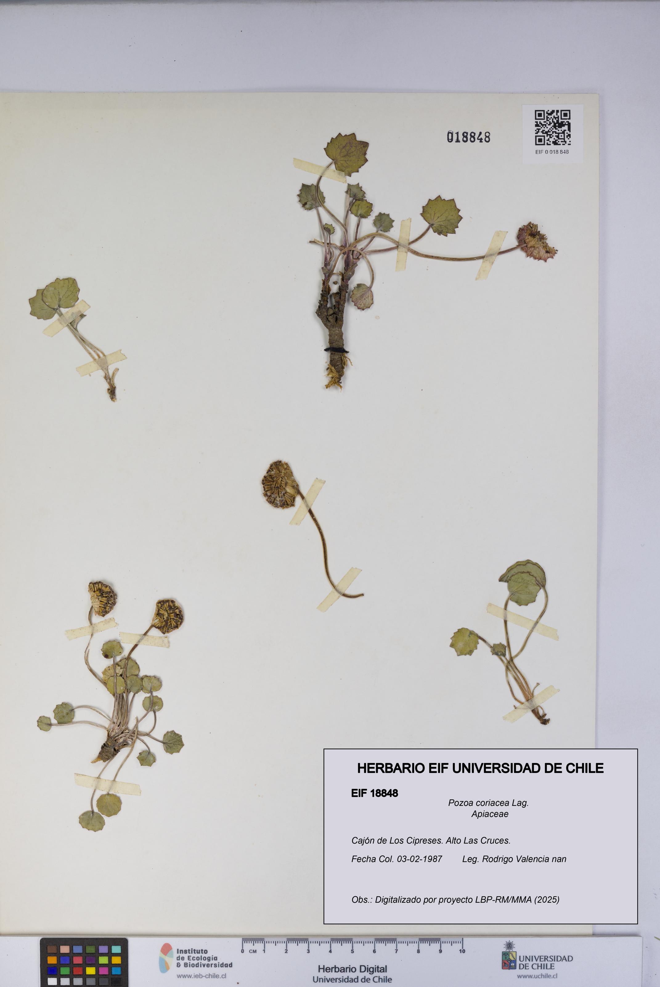 Pozoa coriacea [Espécimen: UCH:EIF:0018848]