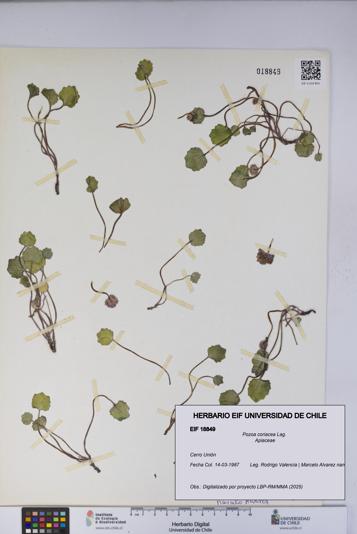 Pozoa coriacea [Espécimen: UCH:EIF:0018849]
