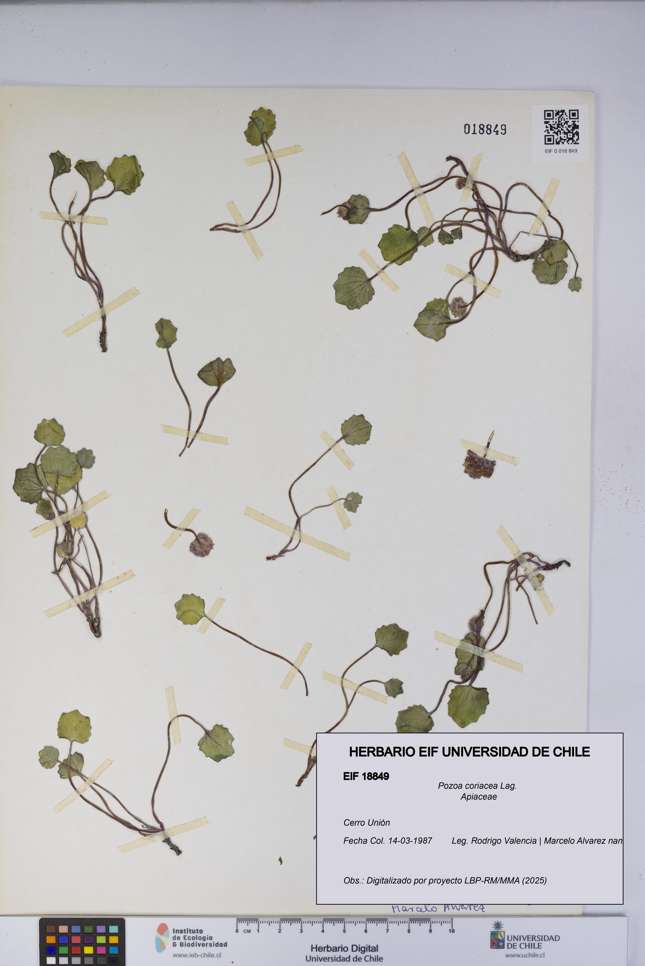 Pozoa coriacea [Espécimen: UCH:EIF:0018849]