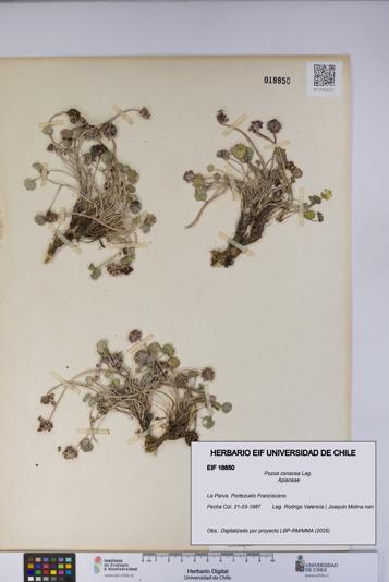 Pozoa coriacea [Espécimen: UCH:EIF:0018850]