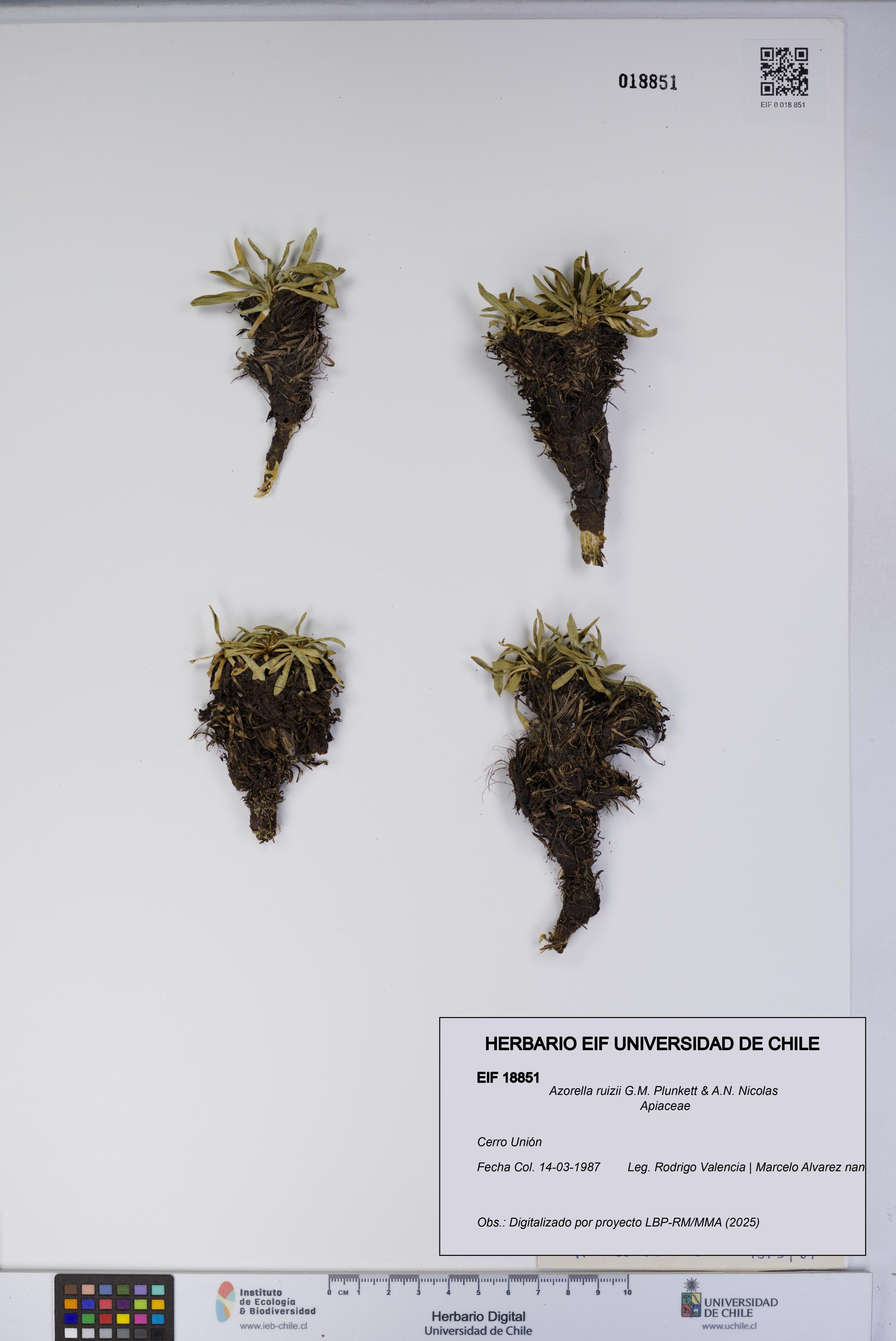 Azorella ruizii [Espécimen: UCH:EIF:0018851]