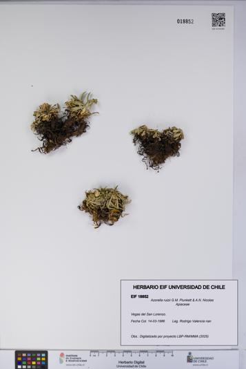 Azorella ruizii [Espécimen: UCH:EIF:0018852]