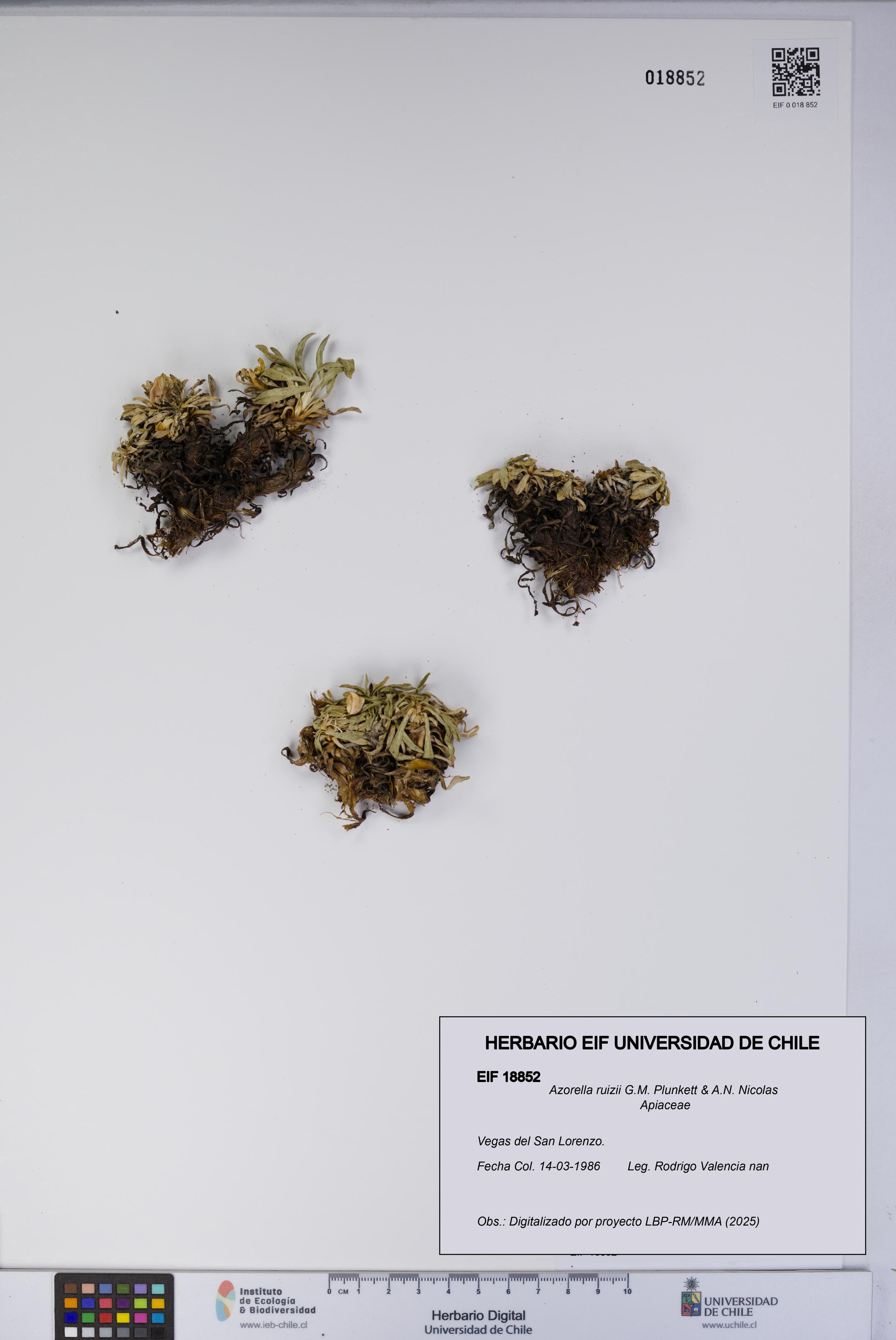 Azorella ruizii [Espécimen: UCH:EIF:0018852]