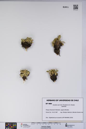 Azorella ruizii [Espécimen: UCH:EIF:0018854]