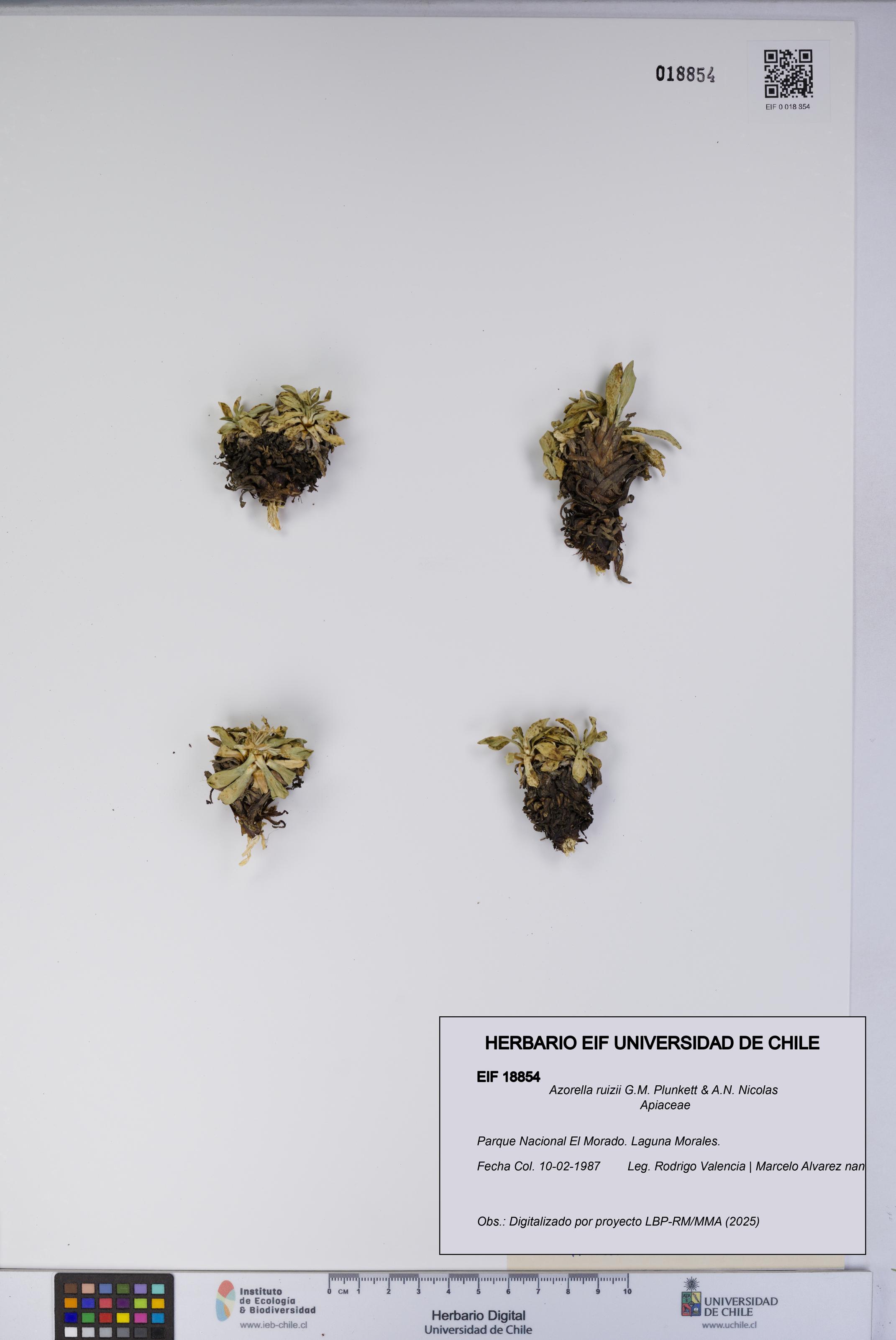 Azorella ruizii [Espécimen: UCH:EIF:0018854]