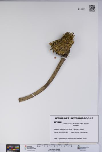 Azorella ruizii [Espécimen: UCH:EIF:0018855]