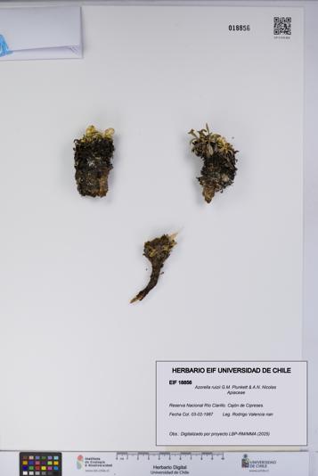 Azorella ruizii [Espécimen: UCH:EIF:0018856]