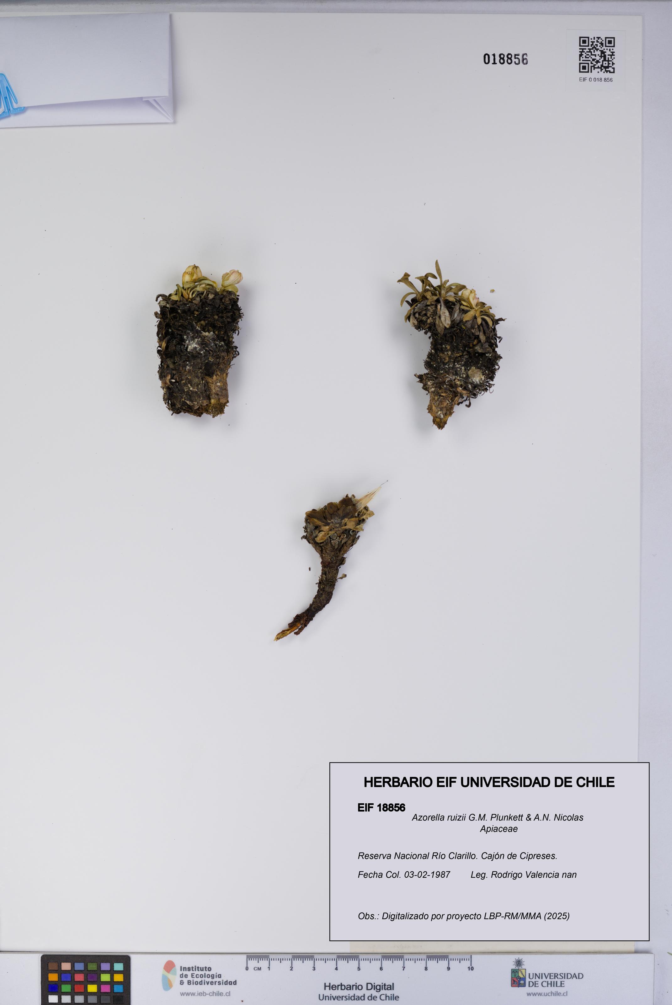 Azorella ruizii [Espécimen: UCH:EIF:0018856]