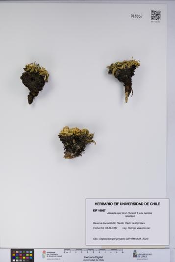 Azorella ruizii [Espécimen: UCH:EIF:0018857]