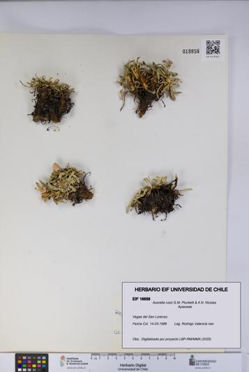 Azorella ruizii [Espécimen: UCH:EIF:0018858]