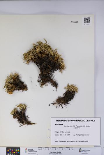 Azorella ruizii [Espécimen: UCH:EIF:0018859]