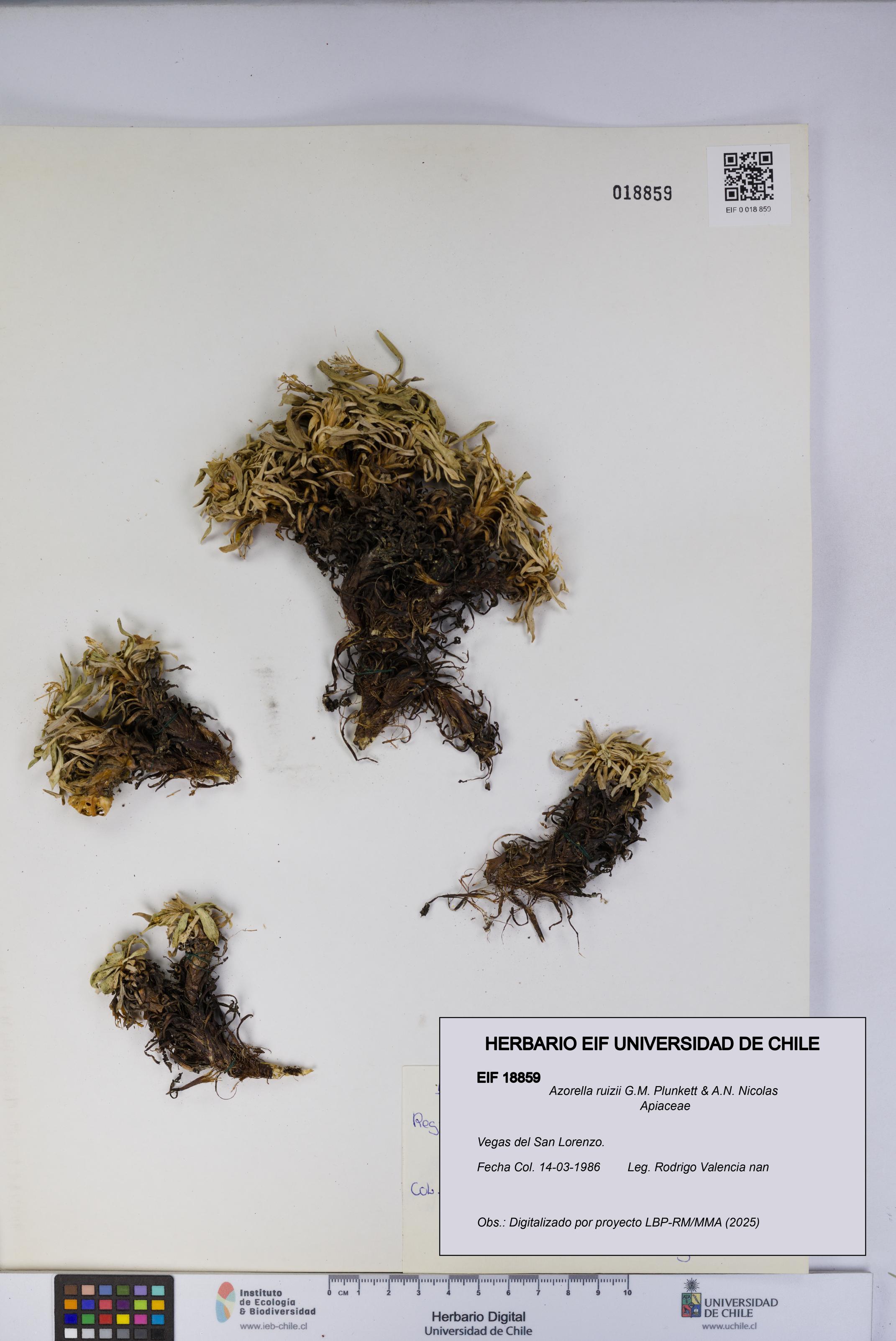 Azorella ruizii [Espécimen: UCH:EIF:0018859]