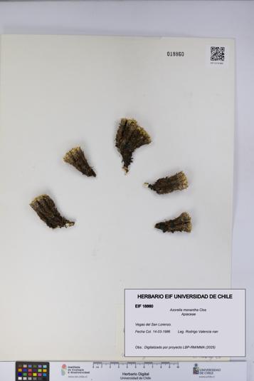 Azorella monantha [Espécimen: UCH:EIF:0018860]