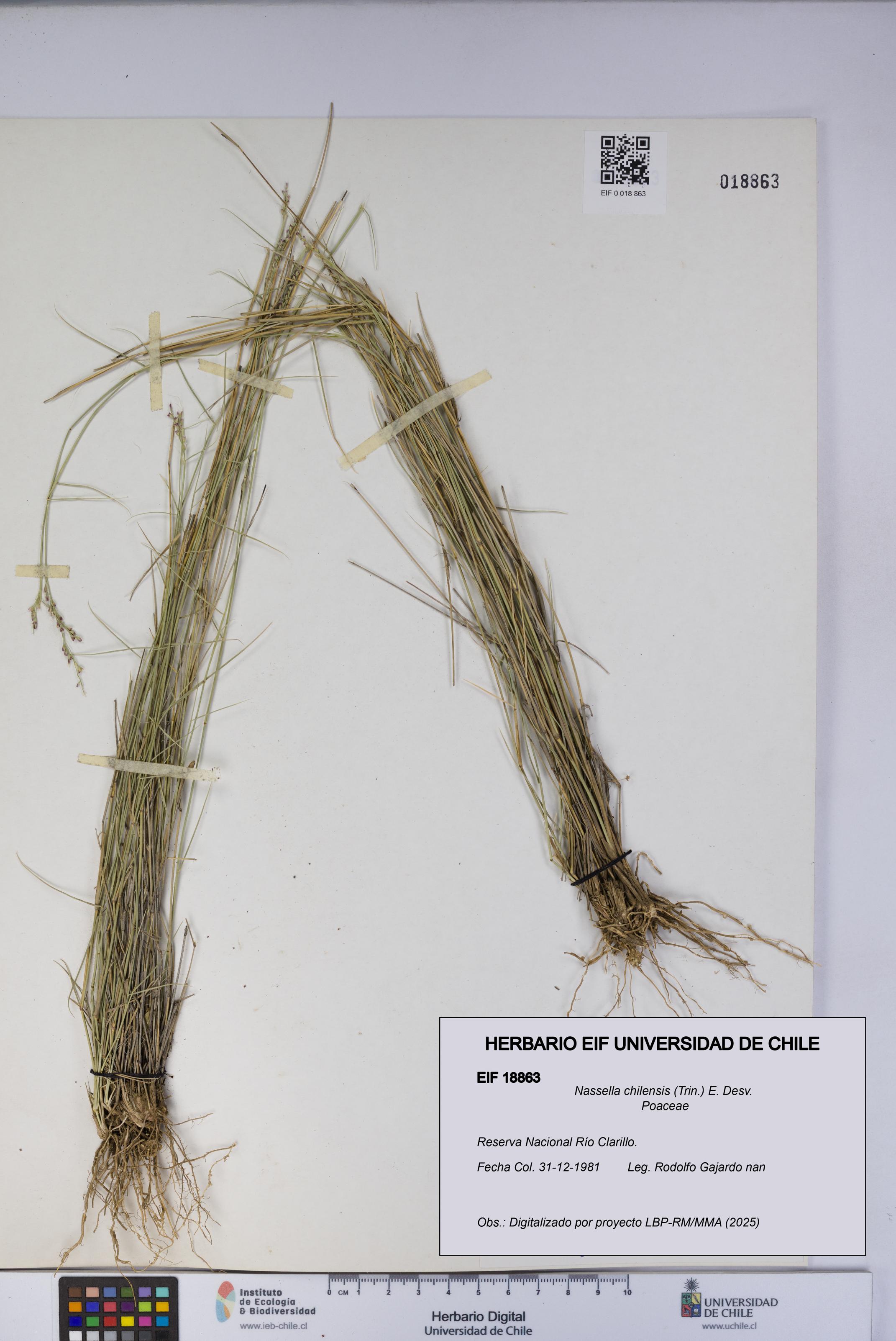 Nassella chilensis [Espécimen: UCH:EIF:0018863]