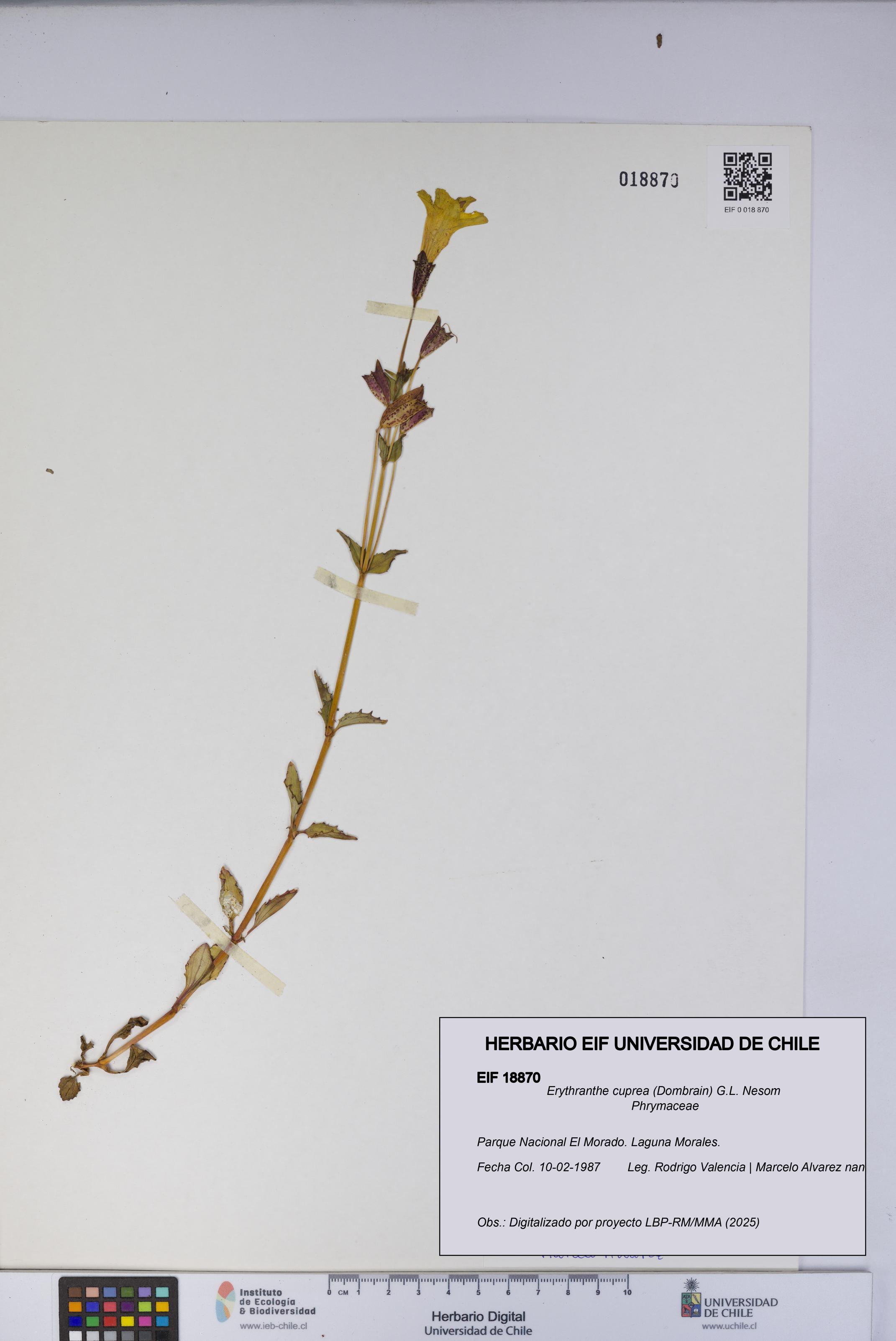 Erythranthe cuprea [Espécimen: UCH:EIF:0018870]