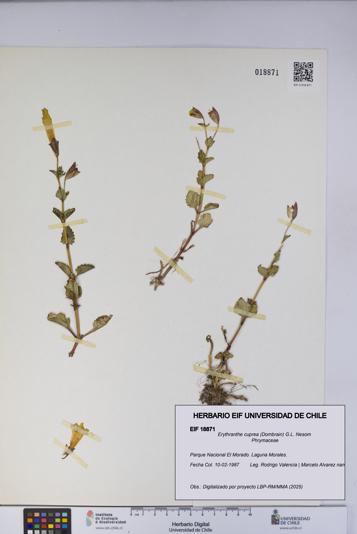 Erythranthe cuprea [Espécimen: UCH:EIF:0018871]