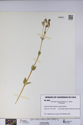 Erythranthe cuprea [Espécimen: UCH:EIF:0018872]