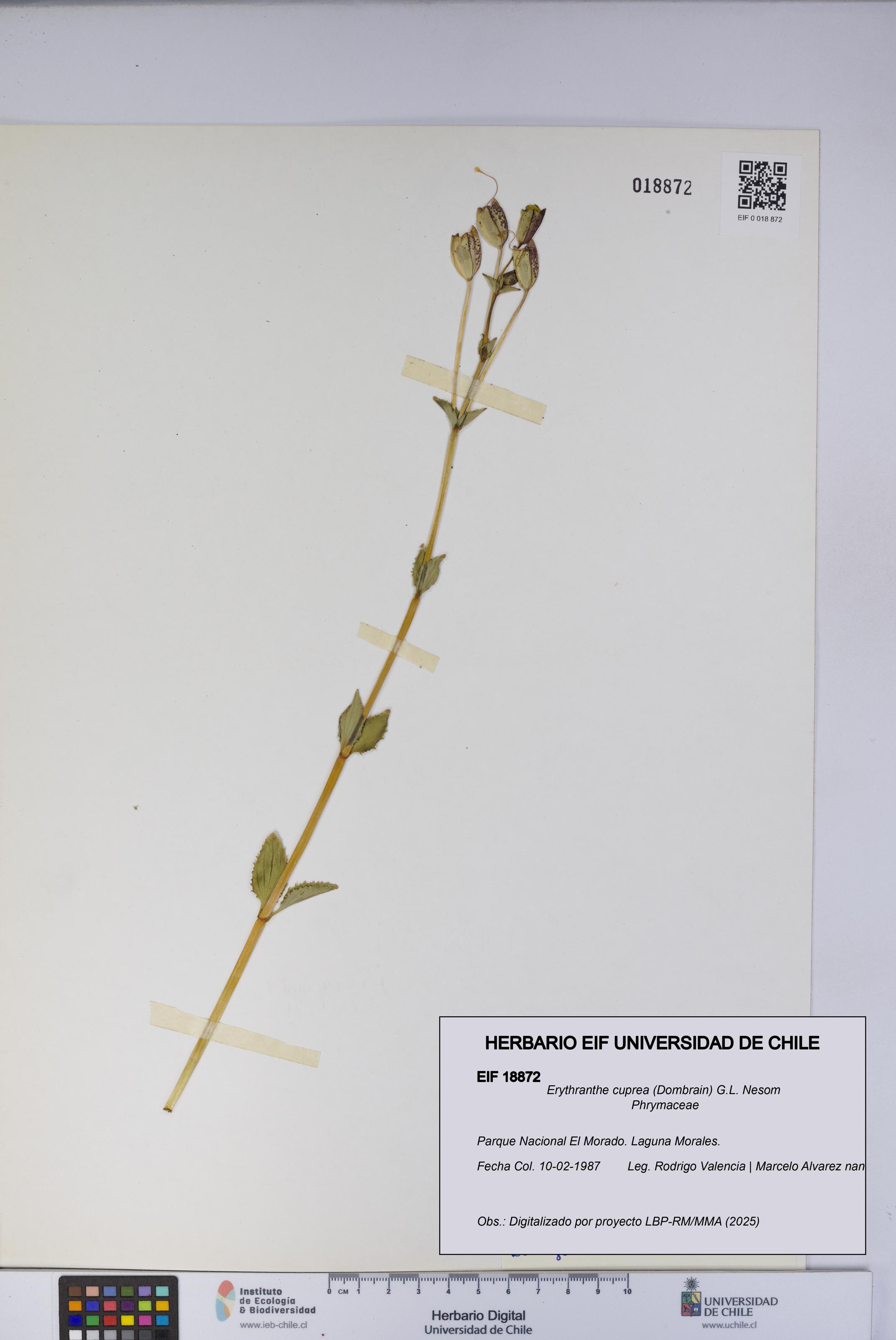 Erythranthe cuprea [Espécimen: UCH:EIF:0018872]