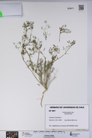 Fumaria agraria [Espécimen: UCH:EIF:0018877]