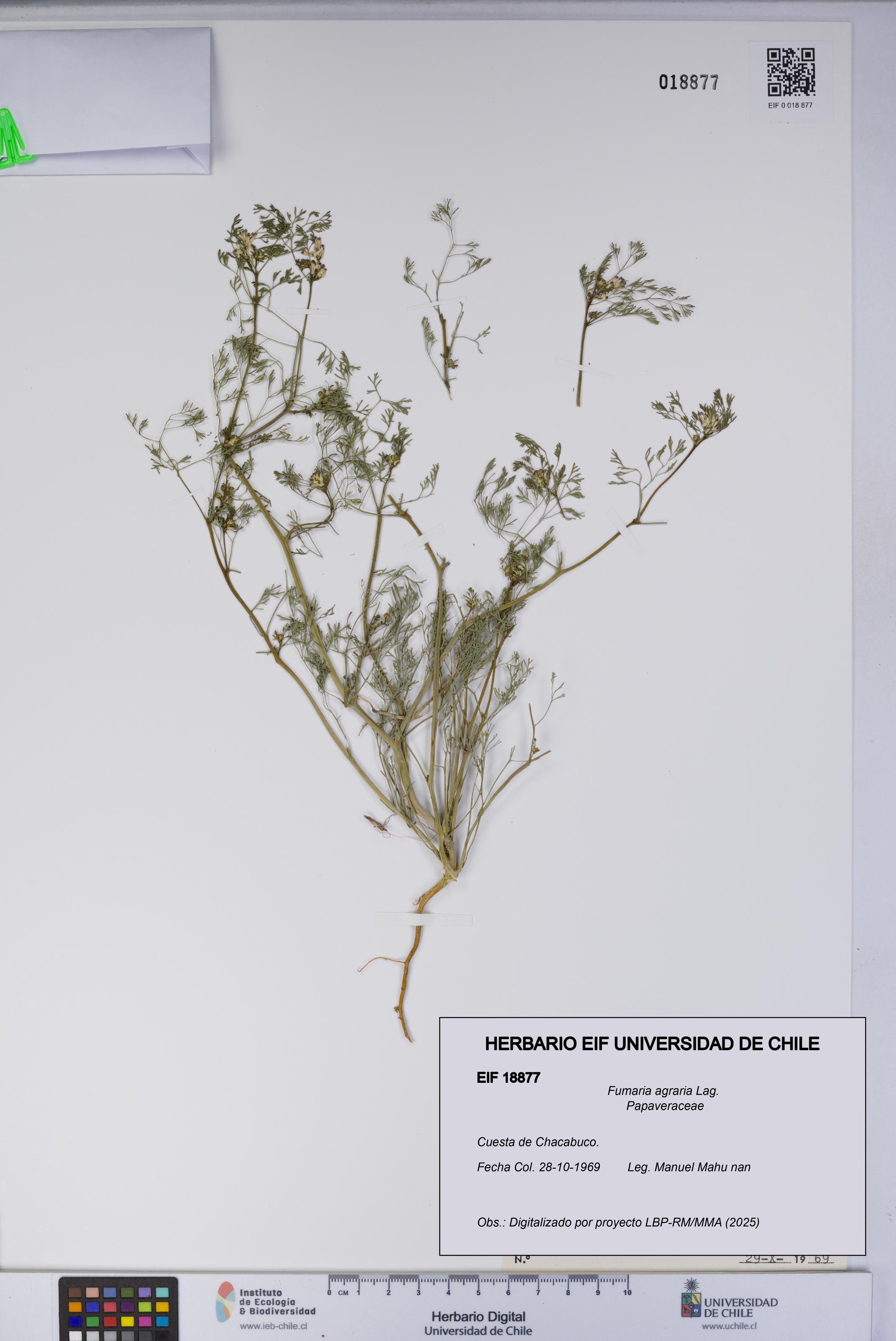 Fumaria agraria [Espécimen: UCH:EIF:0018877]