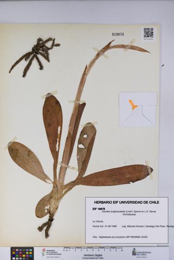 Gavilea longibracteata [Espécimen: UCH:EIF:0018878]
