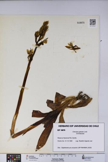 Chloraea galeata [Espécimen: UCH:EIF:0018879]