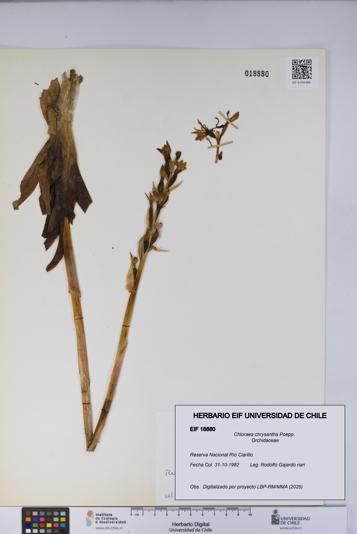 Chloraea chrysantha [Espécimen: UCH:EIF:0018880]