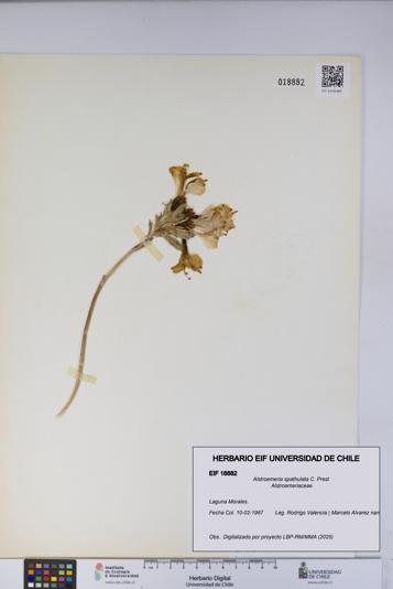 Alstroemeria spathulata [Espécimen: UCH:EIF:0018882]