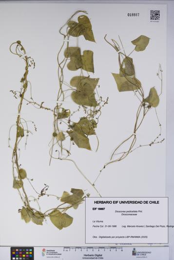 Dioscorea pedicellata [Espécimen: UCH:EIF:0018887]