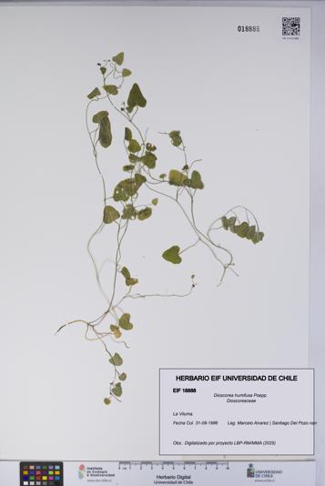 Dioscorea humifusa [Espécimen: UCH:EIF:0018888]