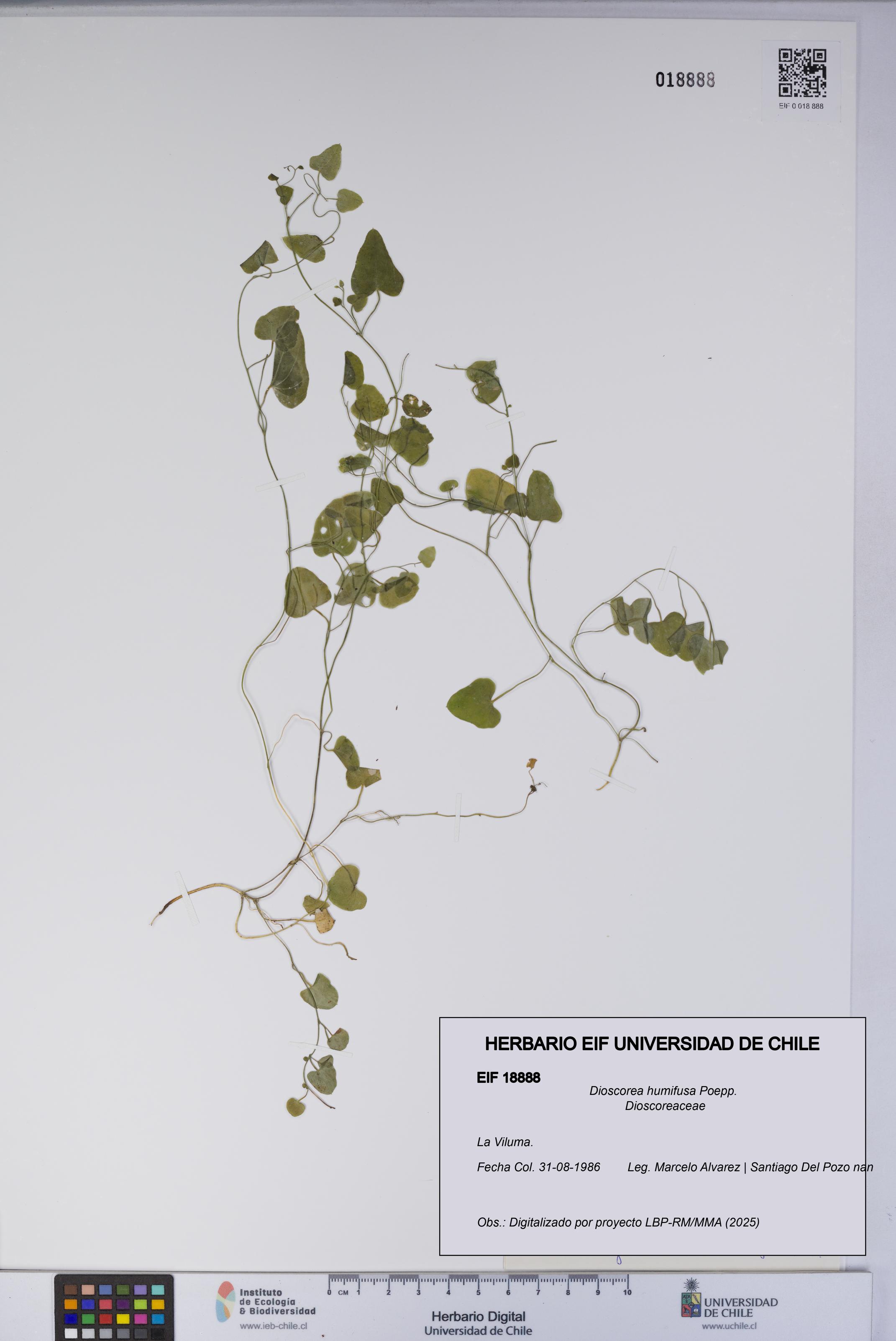 Dioscorea humifusa [Espécimen: UCH:EIF:0018888]