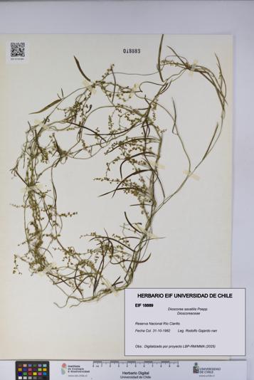 Dioscorea saxatilis [Espécimen: UCH:EIF:0018889]