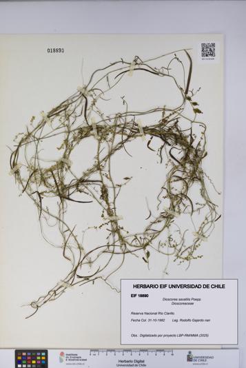 Dioscorea saxatilis [Espécimen: UCH:EIF:0018890]