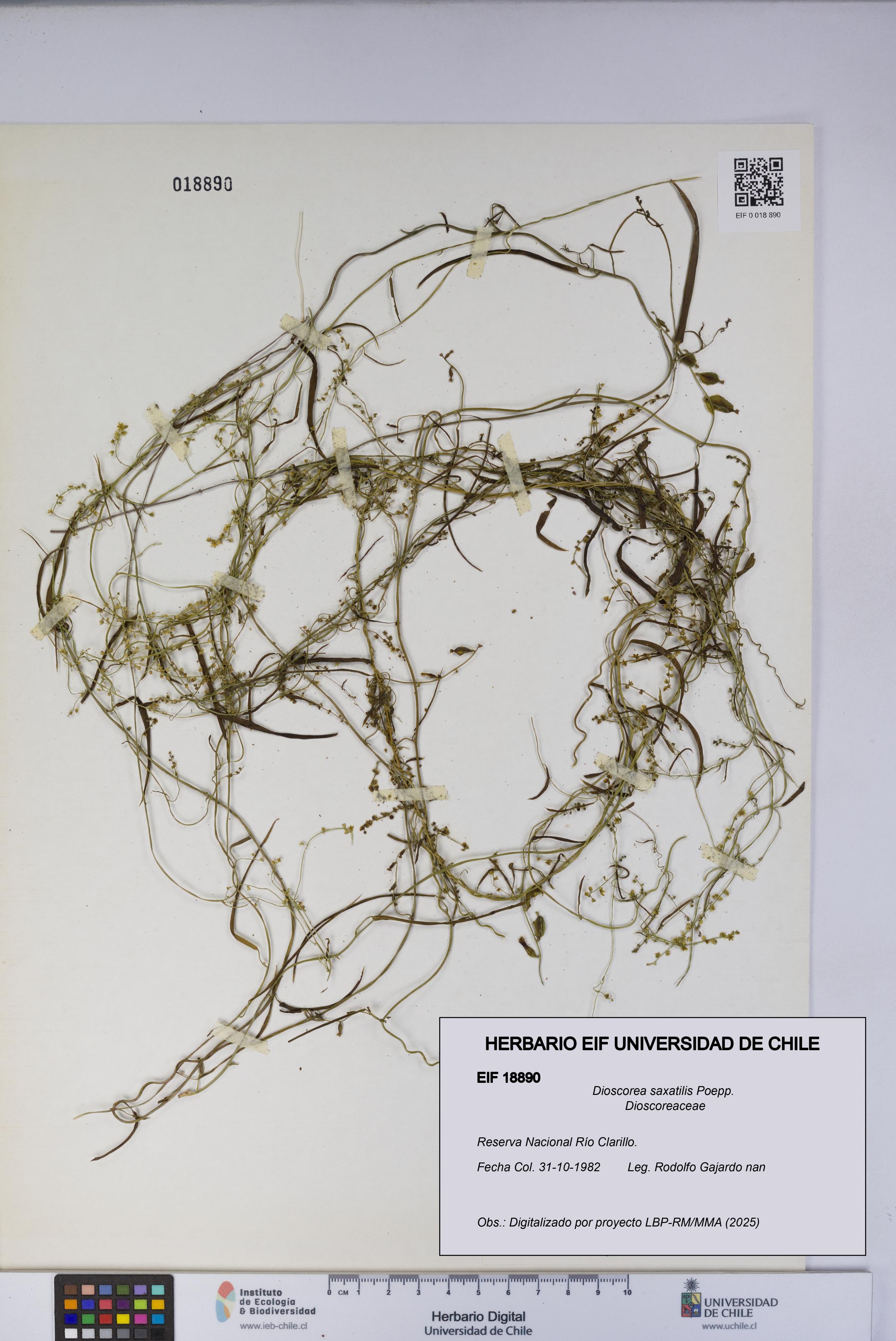 Dioscorea saxatilis [Espécimen: UCH:EIF:0018890]