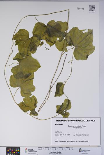 Dioscorea bryoniifolia [Espécimen: UCH:EIF:0018891]