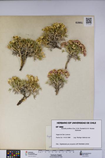 Azorella prolifera [Espécimen: UCH:EIF:0018892]