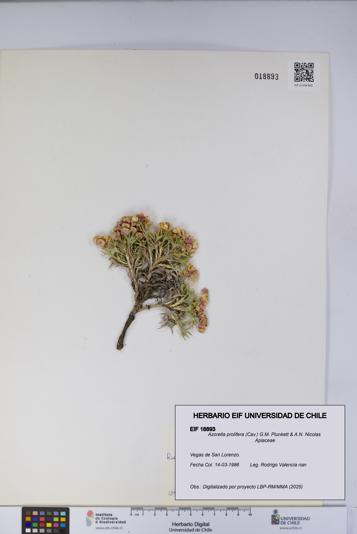 Azorella prolifera [Espécimen: UCH:EIF:0018893]