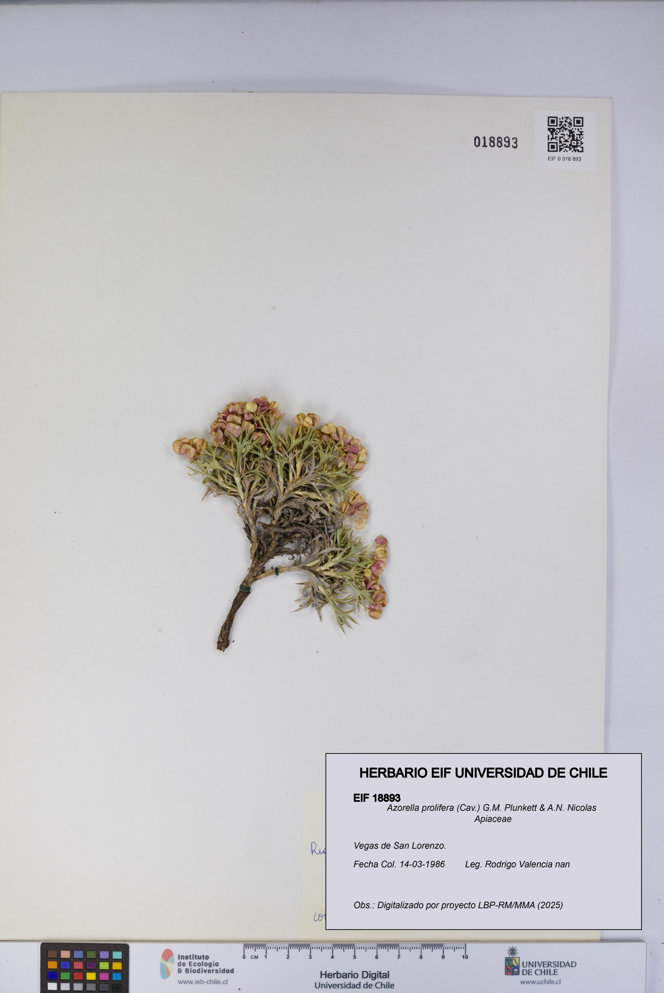 Azorella prolifera [Espécimen: UCH:EIF:0018893]