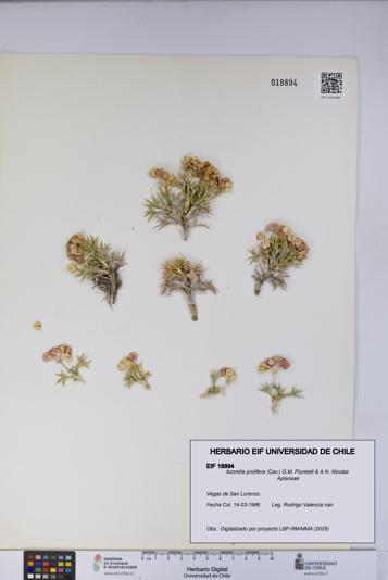 Azorella prolifera [Espécimen: UCH:EIF:0018894]