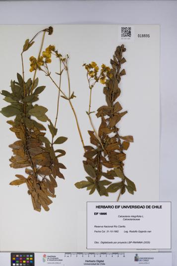 Calceolaria integrifolia [Espécimen: UCH:EIF:0018895]