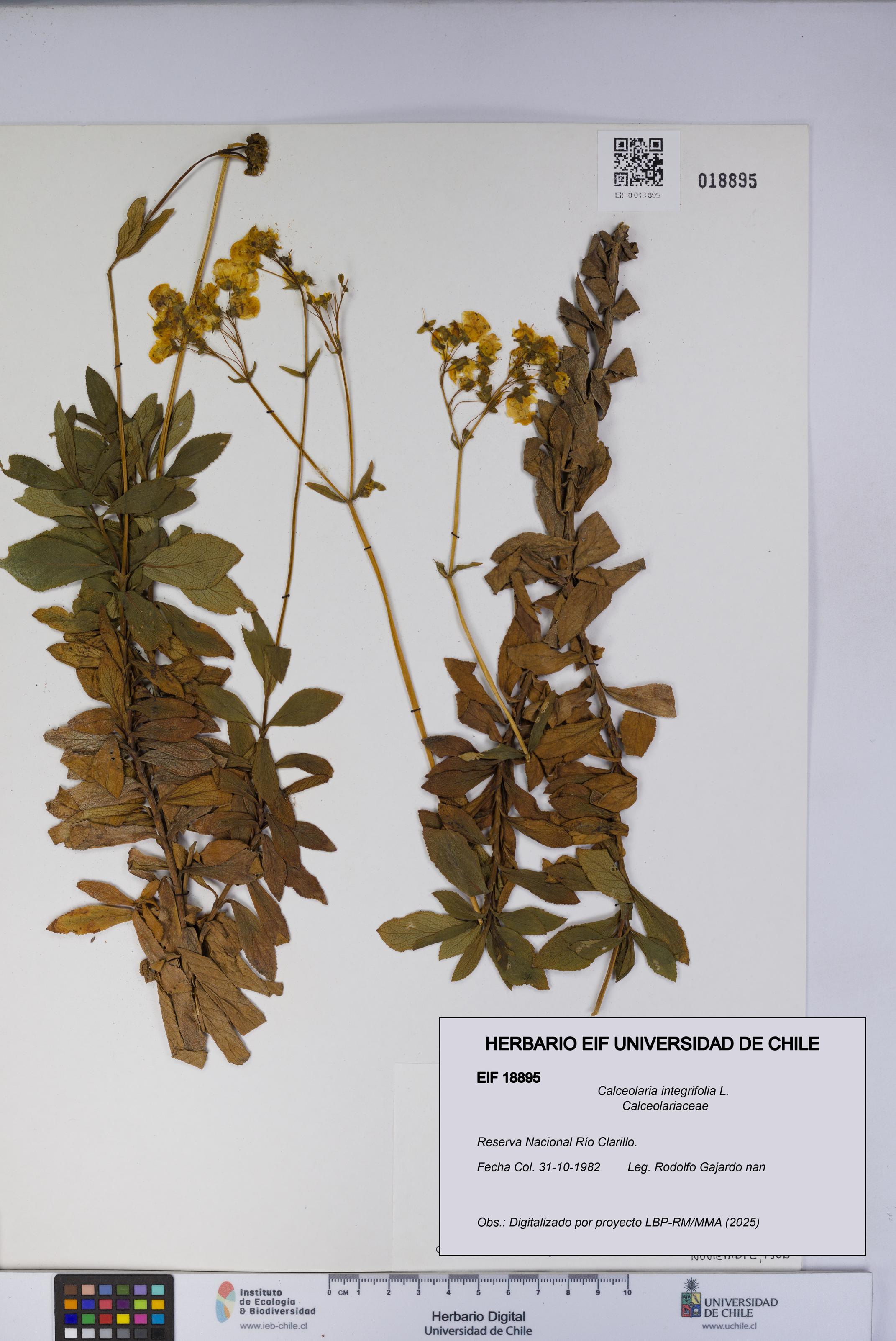 Calceolaria integrifolia [Espécimen: UCH:EIF:0018895]