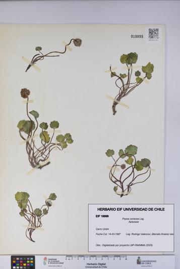 Pozoa coriacea [Espécimen: UCH:EIF:0018899]