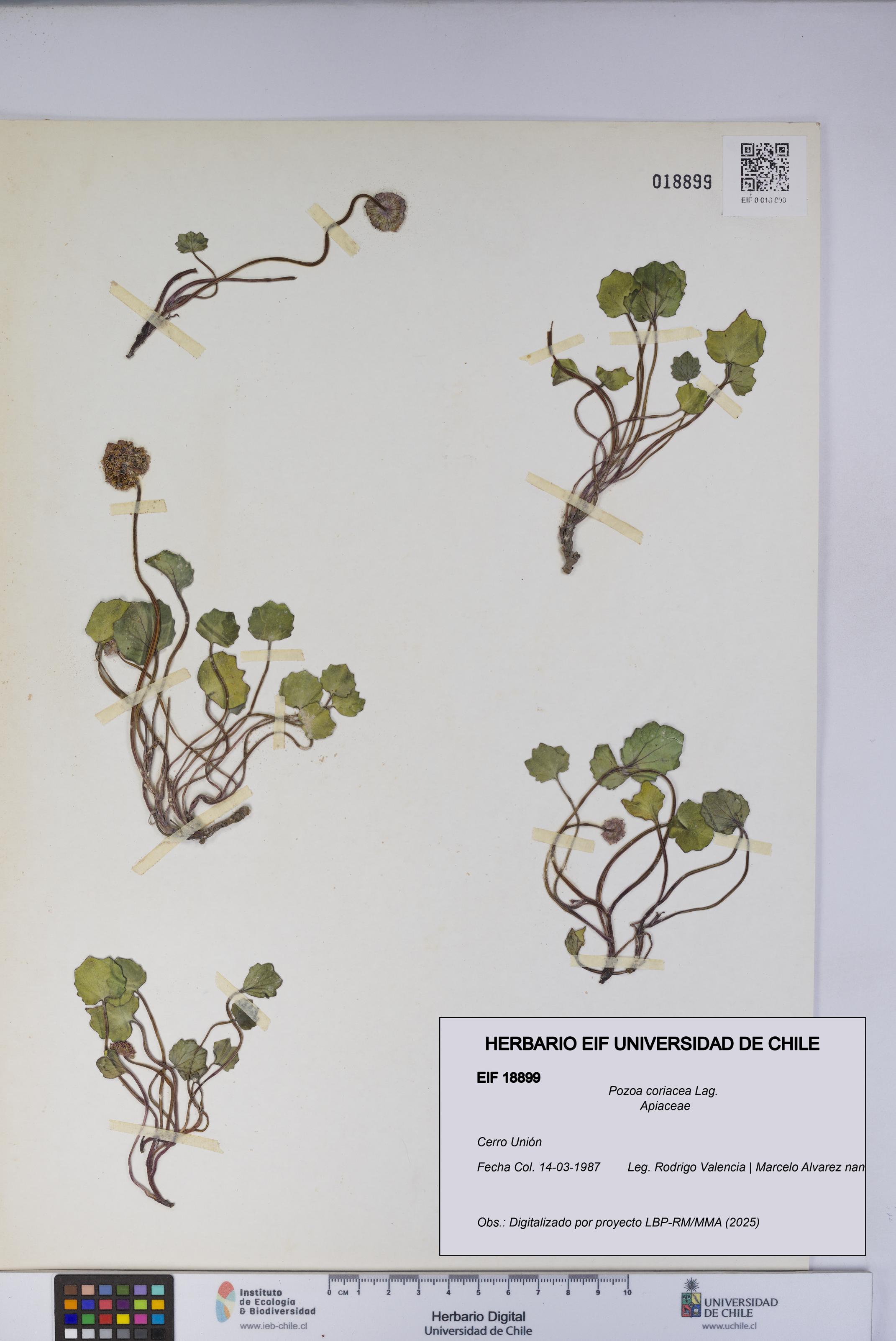 Pozoa coriacea [Espécimen: UCH:EIF:0018899]