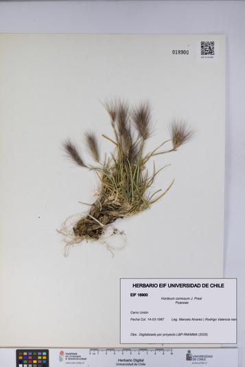 Hordeum comosum [Espécimen: UCH:EIF:0018900]