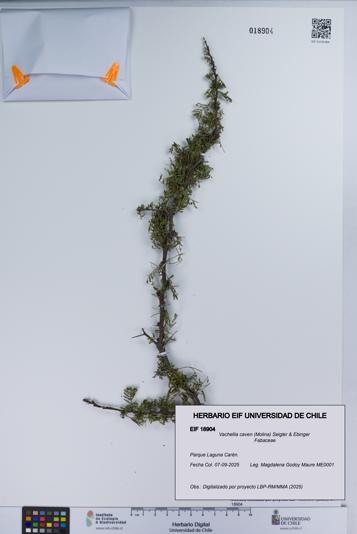 Vachellia caven [Espécimen: UCH:EIF:0018904]